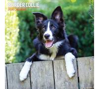 Border Collie - Calendario tradicional 2026
