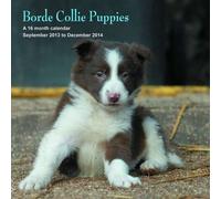 Border Collie Puppies 2014 Wall Calendar