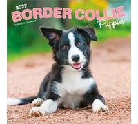 Border Collie Puppies - Border Collie Welpen 2027 - 16-Monatskalender: Original BrownTrout-Kalender [Mehrsprachig] [Kalender]