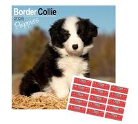 Border Collie Puppies Calendario 2026 | con pegatinas organizativas | 25 de septiembre a 26 de diciembre | 16 meses