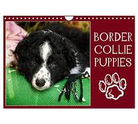 Border collie puppies (Calendrier mural 2026 DIN A4 vertical), CALVENDO calendrier mensuel: Photos adorables de chiots border collie