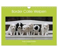 Border Collie Welpen (Wandkalender 2026 DIN A4 quer), CALVENDO Monatskalender: Putzige Minihütehunde