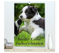 Border Collie Zuckerschnuten (hochwertiger Premium Wandkalender 2026 DIN A2 hoch), Kunstdruck in Hochglanz: 12 Monate Spaß mit Schmunzeleffekt. Ein ... für Liebhaber dieser besonderen Hunderasse.