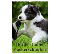 Border Collie Zuckerschnuten (Wandkalender 2026 DIN A2 hoch), CALVENDO Monatskalender: 12 Monate Spaß mit Schmunzeleffekt. Ein Must-Have für Liebhaber dieser besonderen Hunderasse.