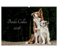 Border Collies 2026 (Wandkalender 2026 DIN A2 quer), CALVENDO Monatskalender: Ein Kalender der die bunte Vielfalt der beliebten Hütehunde präsentiert