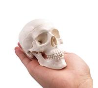 BornTo Edu Mini modelo del cráneo - hueso de cabeza adulto anatómico médico humano de tamaño pequeño para la educación
