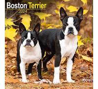 Boston Terrier Calendar 2024 Square Dog Breed Wall Calendar - 16 Month
