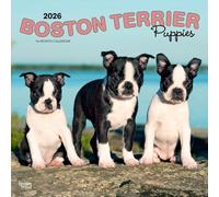 Boston Terrier Puppies 2026 Square Flap