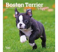 Boston Terrier Puppies 2027 7 X 14 Inch (Hanging) Monthly Mini Wall Calendar