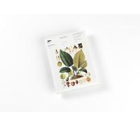 Botanical (new edition): Writing Paper & Note Pad A5