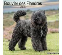 Bouvier Des Flandres (Euro) Calendar 2026 Square Dog Breed Wall Calendar - 16 Month