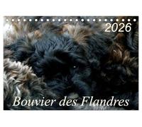 Bouvier des Flandres (Tischkalender 2026 DIN A5 quer), CALVENDO Monatskalender: Bouvier des Flandres - Kamerad, Freund und Kumpel