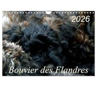 Bouvier des Flandres (Wandkalender 2026 DIN A4 quer), CALVENDO Monatskalender: Bouvier des Flandres - Kamerad, Freund und Kumpel