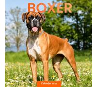 Boxer Calendar 2027: Dog Portraits and Outdoor Scenes
