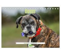 Boxer - charmante Herzensbrecher (Tischkalender 2026 DIN A5 quer), CALVENDO Monatskalender: Kraftvoll, verspielt und loyal - der Boxer begeistert mit seinem einzigartigen Charme.