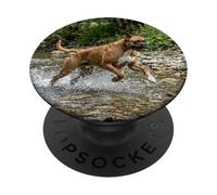 Boxer Dog River Splash Acción Escena al Aire Libre PopSockets PopGrip Adhesivo