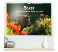 Boxer Frech und fröhlich durch das Jahr (hochwertiger Premium Wandkalender 2026 DIN A2 quer), Kunstdruck in Hochglanz: Boxer, die Clowns unter den Hunden