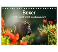 Boxer Frech und fröhlich durch das Jahr (Tischkalender 2026 DIN A5 quer), CALVENDO Monatskalender: Boxer, die Clowns unter den Hunden
