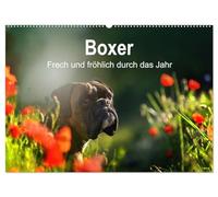 Boxer Frech und fröhlich durch das Jahr (Wandkalender 2026 DIN A2 quer), CALVENDO Monatskalender: Boxer, die Clowns unter den Hunden