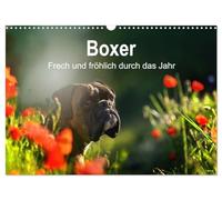 Boxer Frech und fröhlich durch das Jahr (Wandkalender 2026 DIN A3 quer), CALVENDO Monatskalender: Boxer, die Clowns unter den Hunden