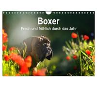 Boxer Frech und fröhlich durch das Jahr (Wandkalender 2026 DIN A4 quer), CALVENDO Monatskalender: Boxer, die Clowns unter den Hunden