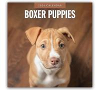 Boxer Puppies 2026 Square Wall Calendar: Original Red Robin Publishing Ltd-Kalender [Mehrsprachig] [Kalender]
