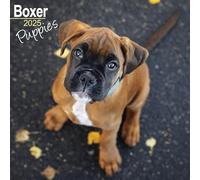 Boxer Puppies Calendar 2025 Square Dog Puppy Breed Wall Calendar - 16 Month