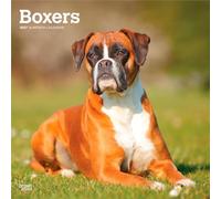 Boxers - Boxer 2027 - 16-Monatskalender: Original BrownTrout-Kalender [Mehrsprachig] [Kalender] (Boxers International Edition | 2027 12 x 24 Inch ... | BrownTrout | Animals Dog Breeds)