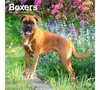 Boxers International Edition | Calendario mensual cuadrado de pared 2026 de 12 x 24 pulgadas (colgado) | Sin plástico | BrownTrout | Animales razas de perros