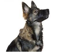 Bozal de nylon Kerbl para perros color Negro
