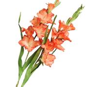 BQEE Flor de gladiolo artificial de tallo largo, juego de 2, decoración del hogar, boda, oficina (naranja)