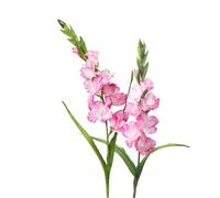BQEE Flor de gladiolo artificial de tallo largo, juego de 2, decoración del hogar/boda/oficina (rosado)