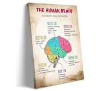 Brain Lobes & Functions Diagram Poster - Scientific Art Deco Wall Art, Psychology & Biology Study Decor, Canvas Print(Unframed,16x24inch(40x60cm))