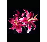 Brazilian Casanova IV: Chapters 300-399: From Palm Tree Beach to the Real World (Brazilian Casanova Paperbacks 1-14)