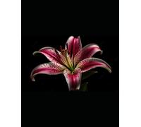 Brazilian Casanova V:Chapters 400-499: From the Red-Light District to New Endeavors (Brazilian Casanova Paperbacks 1-14)