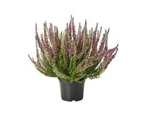Brecina o Calluna Planta Navideña que es un Símbolo de Esperanza y Amor