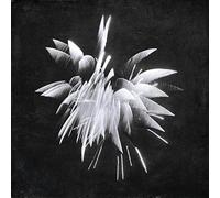 Brent Windler - New Morning Howl [VINYL] [Vinilo]