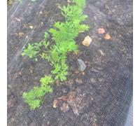 BricoLoco.com Malla Red antitrips antiinsectos y antipájaros. Protege de plagas (Trips, pulgón, Mosca Blanca, áfidos) en Cultivos de Agricultura o jardín. Polietileno 125 grs./m2. (1,90x2 MTS.)