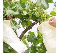 BricoLoco.com Pack 50 Bolsas de Papel para protección de racimos, Uvas en Parra, Frutos, Fresas, Fruta. Doble Apertura. Parafinadas y MICROPERFORADAS para Proteger de Insectos o pájaros. (50)