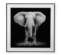 Bricoloco Cuadro decorativo elefante marco madera y placa de cristal de 50x50 cm. Blanco y negro. Colección Nick Brandt