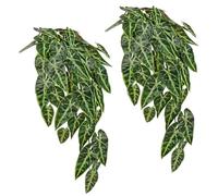 Briful 2 plantas artificiales colgantes de alocasia falsa para pared, plantas artificiales colgantes para decoración del hogar, cocina, baño, estante