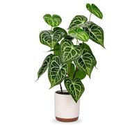 Briful Plantas artificiales de 55 cm de alto en maceta de cerámica, plantas artificiales grandes de 21.7 pulgadas en forma de corazón, plantas artificiales decorativas para decoración del hogar,