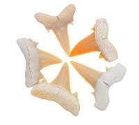 BRIGHTFUFU Fósil de diente de tiburón 5 piezas espécimen de animal marino para científica, educación y decoración del hogar