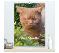 British Shorthair (High Quality Premium Wall Calendar 2026 DIN A2 portrait),CALVENDO 12 Month Wall Calendar: Beautiful Outdoor Photos of British Shorthair Cats