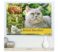 British Shorthair. Sanfte Würde und Katzenglück im Grünen (hochwertiger Premium Wandkalender 2026 DIN A2 quer), Kunstdruck in Hochglanz: Die Sanfte ... der British Shorthair in schönen Gartenszenen