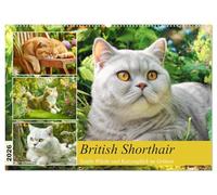 British Shorthair. Sanfte Würde und Katzenglück im Grünen (Wandkalender 2026 DIN A2 quer), CALVENDO Monatskalender: Die Sanfte Eleganz der British Shorthair in schönen Gartenszenen