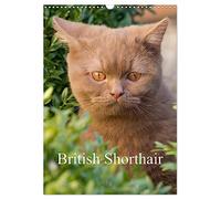 British Shorthair (Wall Calendar 2026 DIN A3 portrait), CALVENDO 12 Month Wall Calendar: Beautiful Outdoor Photos of British Shorthair Cats