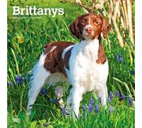 Brittanys - Bretonischer Vorstehhund 2027 - 16-Monatskalender: Original BrownTrout-Kalender [Mehrsprachig] [Kalender] (Brittanys | 2027 12 x 24 Inch ... | BrownTrout | Animals Dog Breeds)