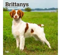 Brittanys | Calendario mensual cuadrado de pared 2026 de 12 x 24 pulgadas (colgado) | Sin plástico | BrownTrout | Animales razas de perros