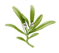 Broche de verde, accesorios unisex para toda estación para vestidos/abrigos, opción de regalo